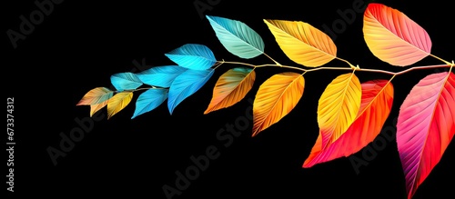 3 beautiful and attractive leaves adorned with bright and vibrant colors