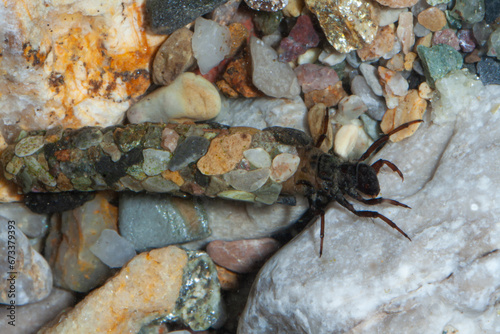 caddis larva Trichoptera
