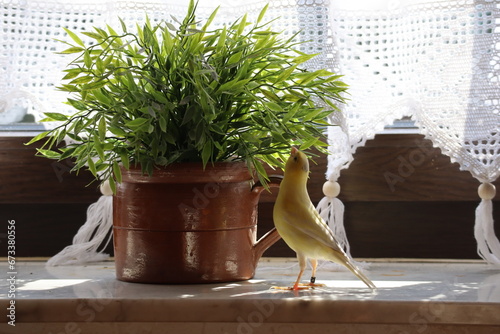 mały ptak, kanarek, żółty, small bird, canary, yellow