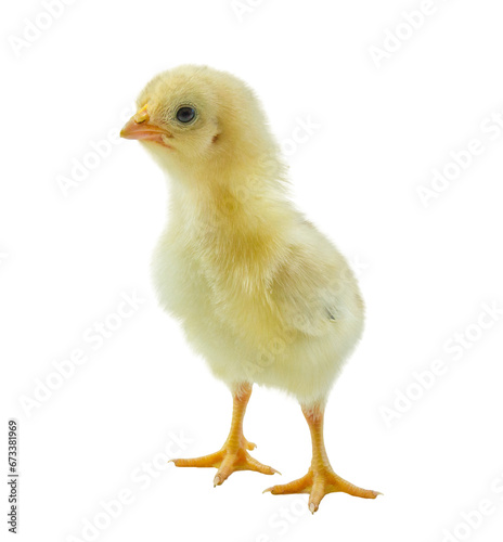 Yellow chick or chicken isolated on a white background