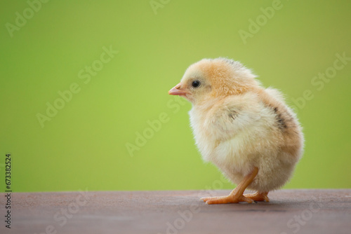 Adorable yellow chick on the farm on a natural background in the summer season