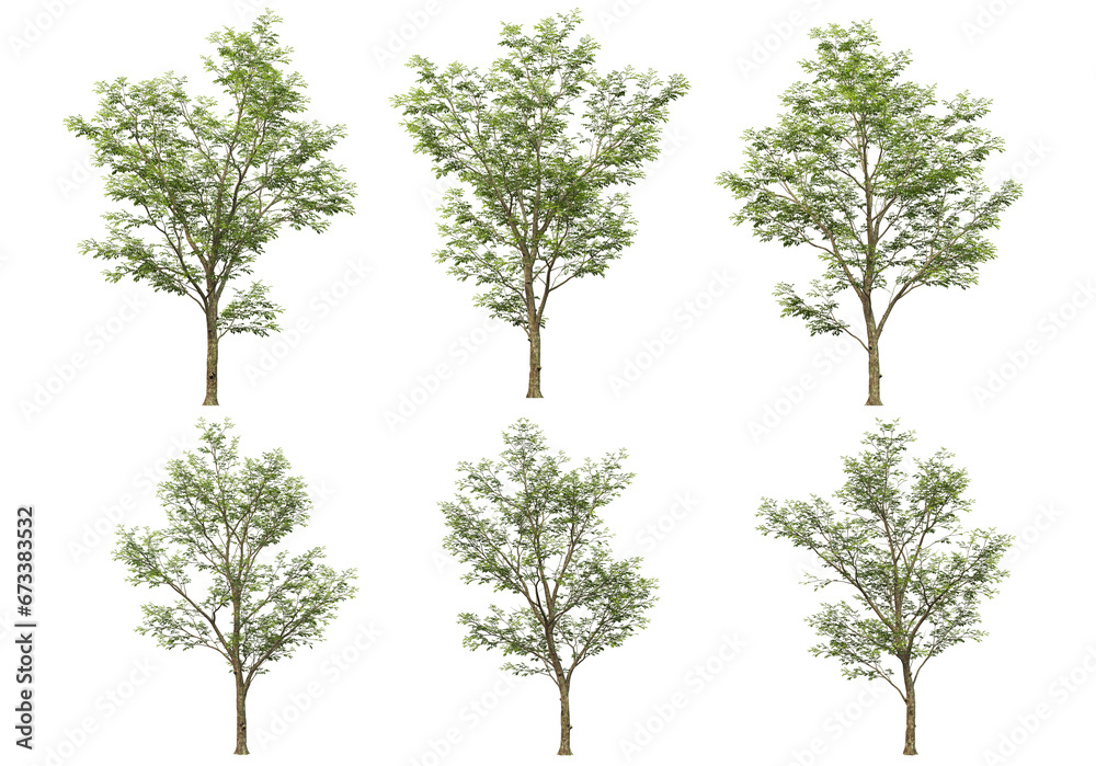 Many kinds of low-leaved trees on transparent background Many kinds of low-leaved trees on transparent background