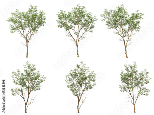 Many kinds of low-leaved trees on transparent background