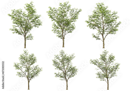 Many kinds of low-leaved trees on transparent background