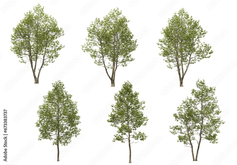 Many kinds of low-leaved trees on transparent background Many kinds of low-leaved trees on transparent background