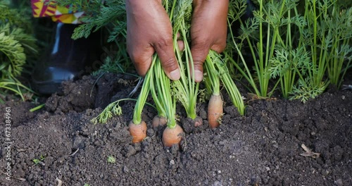Wallpaper Mural Slow motion cropped view. Black farmers hands pulling fresh carrots out the ground Torontodigital.ca