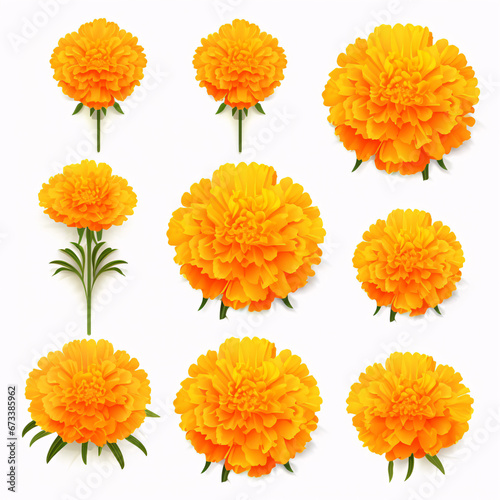 A marigold, solitary, on a pure backdrop. © ckybe