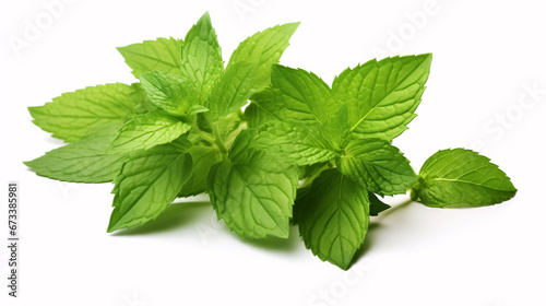 Isolated top-view of fresh, verdant mint and peppermint leaves on a white backdrop with copy space.