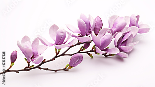 A vivacious purple Magnolia Felix singlely stands out on a pristine white background.