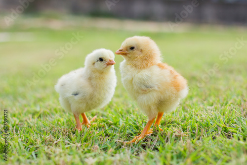 Adorable baby chicks on green grass field, perfect for Easter-themed decorations, springtime designs, and rural lifestyle promotions.