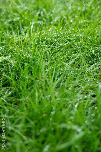 Macro Photograph of Dew on Grass