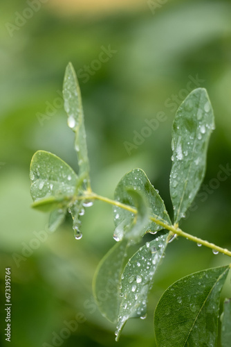 Macro Photograph Rain Drop on Plant