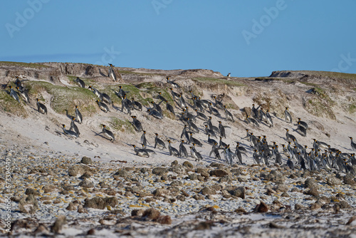 Large group of King Penguins (Aptenodytes patagonicus) flee for safety as a large male Southern Sea Lion (Otaria flavescens) comes out of the sea at Volunteer Point in the Falkland Islands. photo