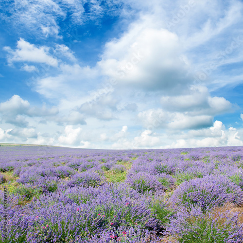 A field of blooming lavender and sky.