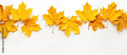 Background image featuring maple leaves in various shades of yellow scattered on the ground during the autumn season