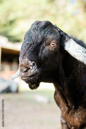 Young purebred black Nubian goat with white ears 