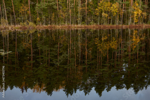 Reflection of the forest trees in the water of the autumn lake, selective focus