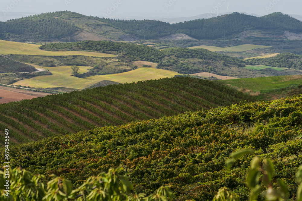 vineyard field, Añorbe, Valdizarbe valley, Navarra, Spain