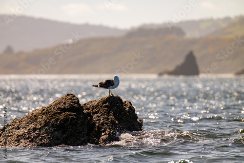seagul sitting on a rock photo