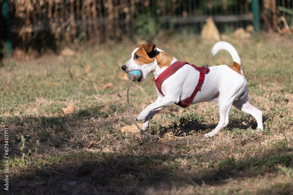 Portrait of a Jack Russell Terrier outdoors. Happy Jack Russell dog playing in the park. Cute agile active dog walking on green grass in the park on a summer day Portrait of a Jack Russell Terrier outdoors. Happy Jack Russell dog playing in the park. Cute agile active dog walking on green grass in the park on a summer day