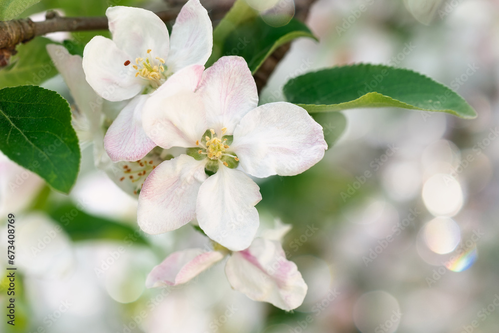 The first spring blossoms on the background of sparkling bokeh light The first spring blossoms on the background of sparkling bokeh light