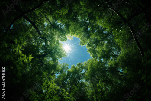 The sun shines through a circle of trees, gap among trees in the shape of a heart