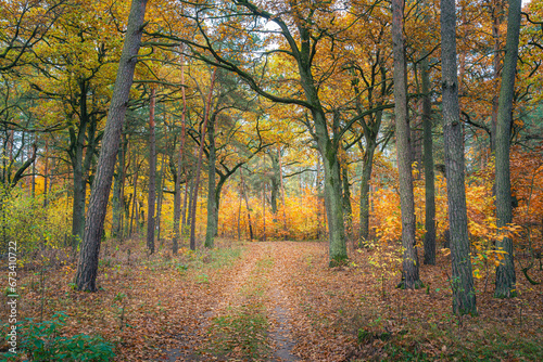 Piękna polska złota jesień w parku narodowym. Ścieżka w jesiennym polskim lesie © af-mar