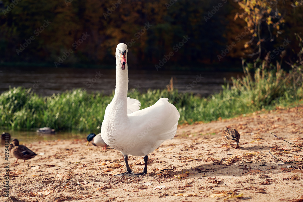 Obraz premium A white swan, its beak agape in a display of anger, walks among ducks on a sandy riverbank. The river flows gently in the background with autumn colors setting the scene