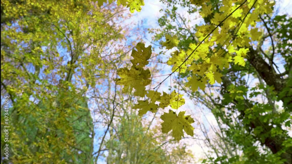 Maple branch with yellow leaves moving in the wind in an autumn forest against the background of other trees and blue sky with clouds. The concept of changing seasons. Maple branch with yellow leaves moving in the wind in an autumn forest against the background of other trees and blue sky with clouds. The concept of changing seasons.