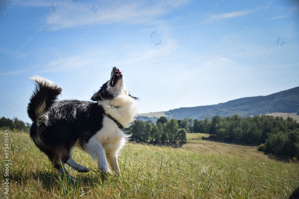 Border collie is jumping in the nature. He is so crazy dog on trip. Happy walking with dog. Summer day in nature with dog Border collie is jumping in the nature. He is so crazy dog on trip. Happy walking with dog. Summer day in nature with dog