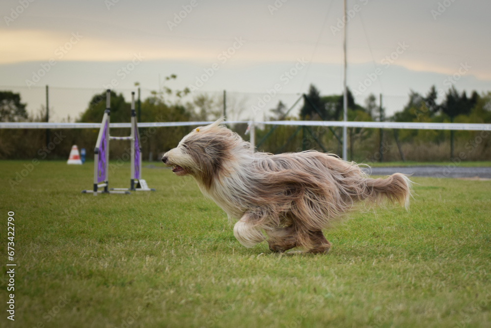 Dog is running in agility. Amazing evening, Hurdle having private