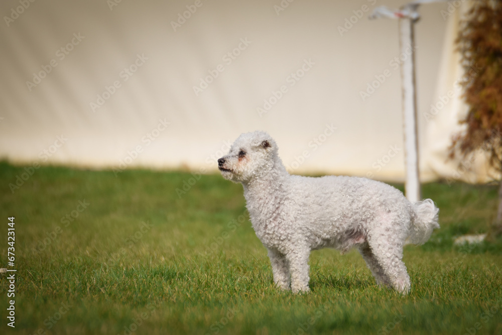 Dog is running in agility. Amazing evening, Hurdle having private agility training for a sports competition Dog is running in agility. Amazing evening, Hurdle having private agility training for a sports competition
