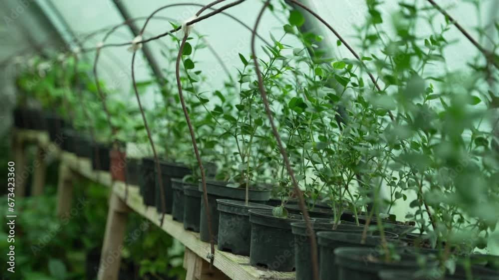 Seedlings for exotic plants are grown in the greenhouse Seedlings for exotic plants are grown in the greenhouse