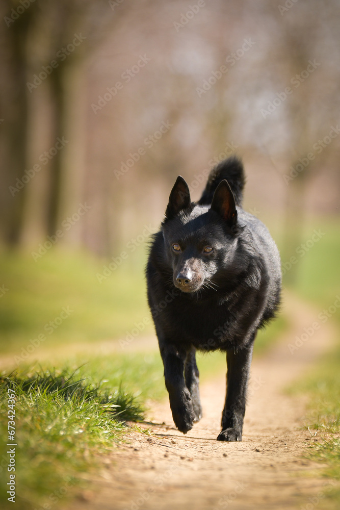 Young female of schipperke is running in grass. She has so nice face. She is so patient model.	