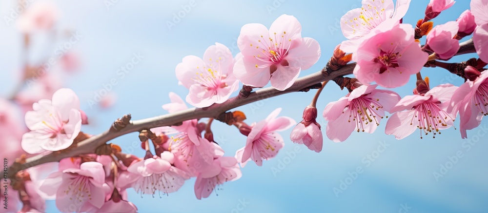 In spring the branch of the fruit tree is adorned with new and vibrant pink flowers - obrazy, fototapety, plakaty 