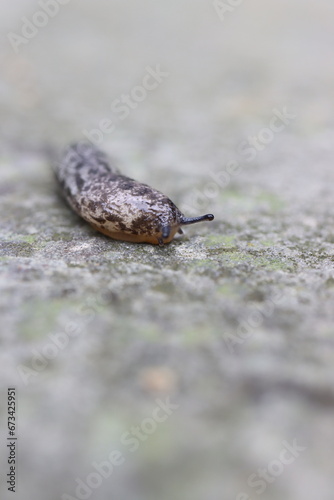On the ground with a mantle slug