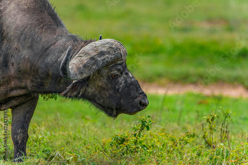African National Park: Cape Buffalo portrait photo