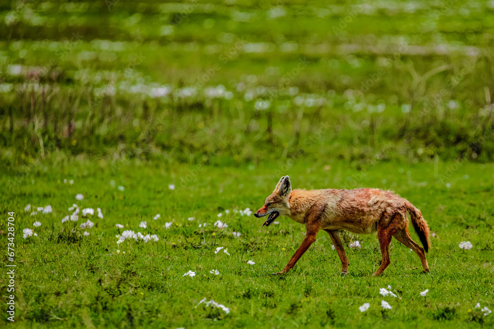 Portrait of a golden jackal/gold wolf in a natural environment Portrait of a golden jackal/gold wolf in a natural environment