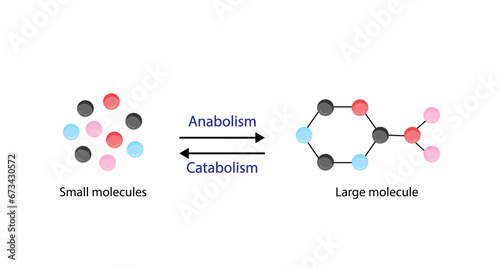 Anabolism, Catabolism. Anabolism is a process of building up complex macromolecules. Catabolism is process of breaking down complex macromolecules into small molecules. ATP energy. Vector design.