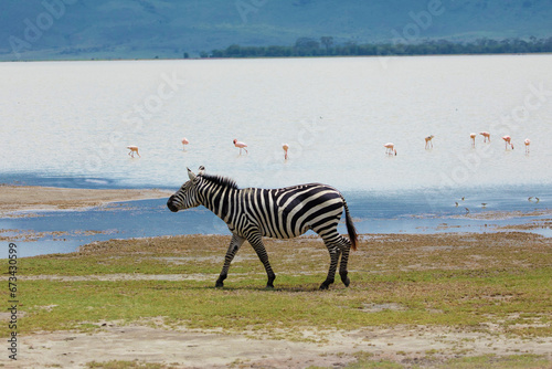 Zebras and wildebeests walking beside lake Ngorongoro