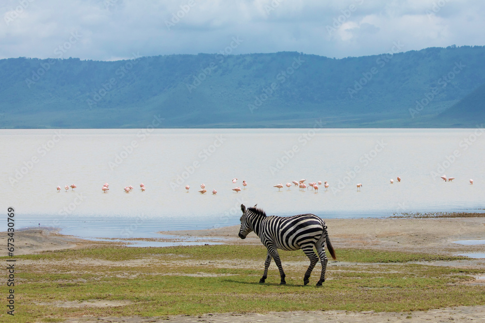 Obraz premium Zebras and wildebeests walking beside lake Ngorongoro
