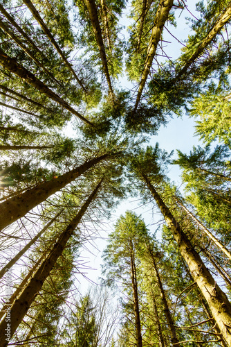 Plano nadir de un bosque con árboles verdes y el cielo azul con la luz del sol