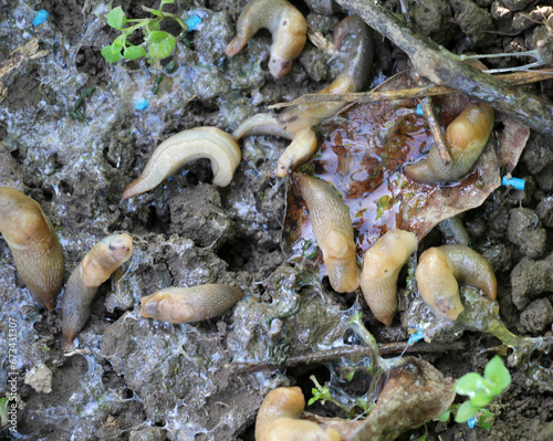 In the vegetable garden, harmful slugs were destroyed with the help of poisoned bait