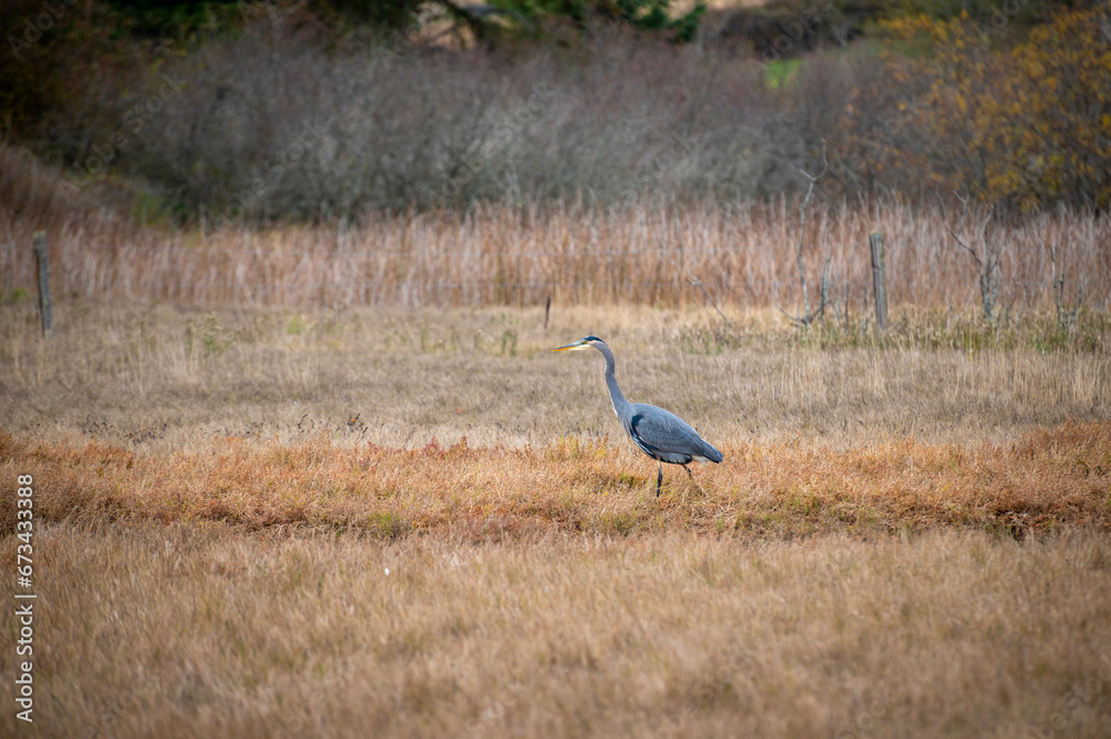 Great Blue Heron wading in a marshland looking for food. In Washington, the Great Blue Heron is common in marshes, mud flats, and agricultural areas. Great Blue Heron wading in a marshland looking for food. In Washington, the Great Blue Heron is common in marshes, mud flats, and agricultural areas.