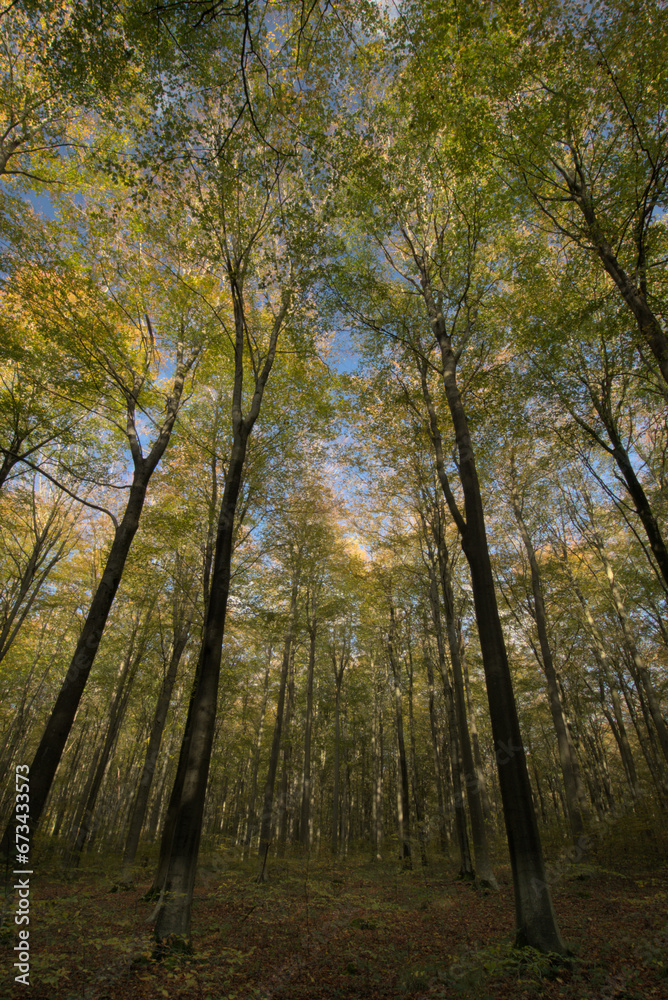 Fototapeta premium Broadleaved beech woodland in autumn 