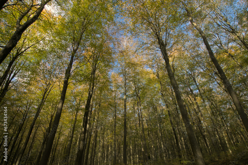 Broadleaved beech woodland in autumn 