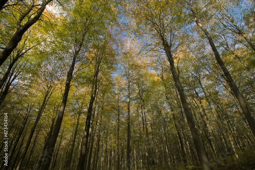 Broadleaved beech woodland in autumn 
