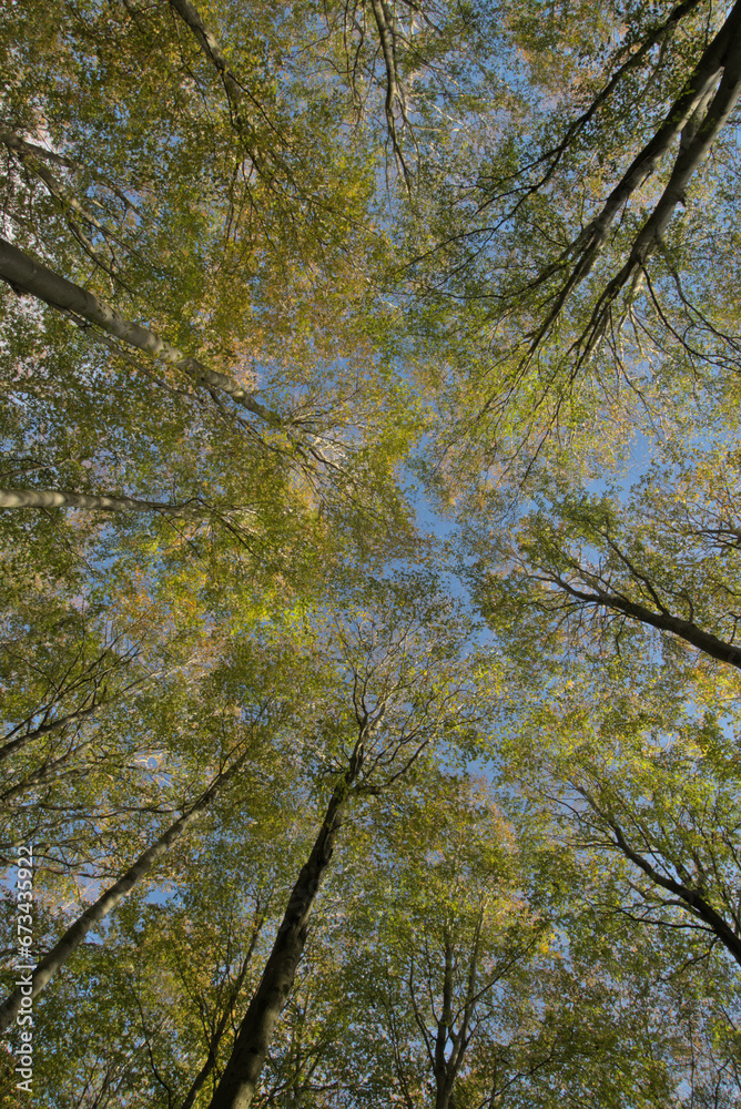 Forest canopy on a crisp blue sky autumnal day Forest canopy on a crisp blue sky autumnal day