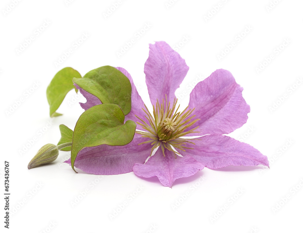 Obraz premium Purple clematis and leaves.