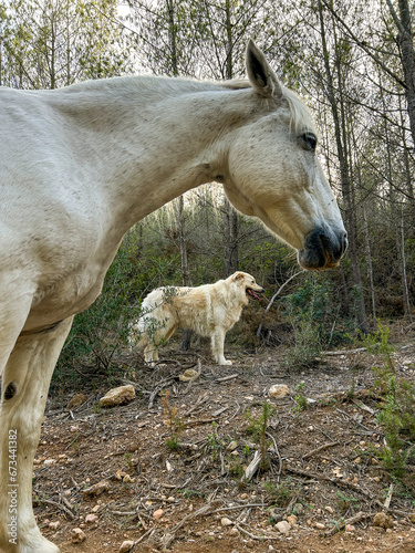 Forest Bond: White Horse, Exploring Dog, Natural Habitat, Animal Companionship, Serene Wilderness, Countryside Adventure